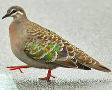 Common Bronzewing