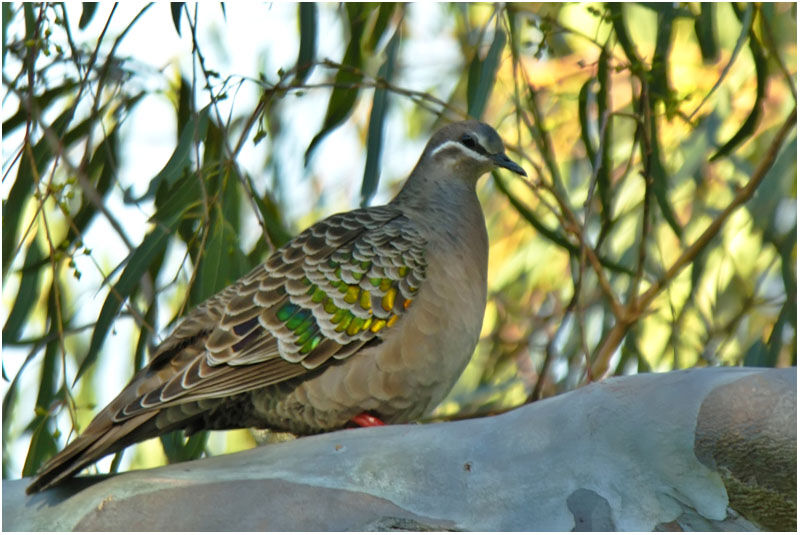 Common Bronzewing female adult