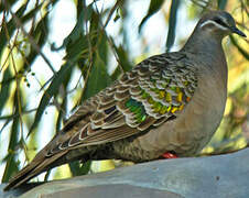 Common Bronzewing