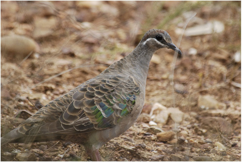 Common Bronzewing female adult