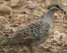 Common Bronzewing