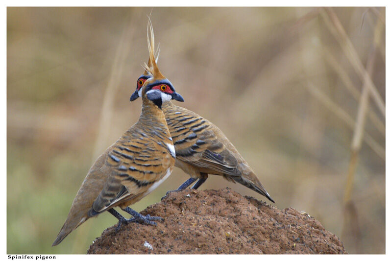 Spinifex Pigeonadult