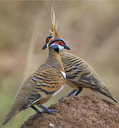 Spinifex Pigeon