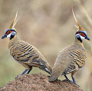 Spinifex Pigeon