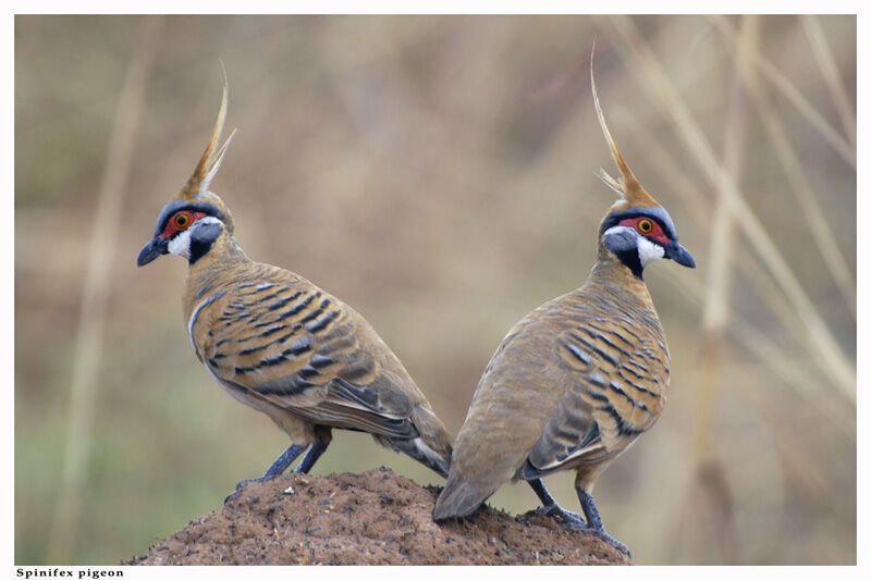 Spinifex Pigeon