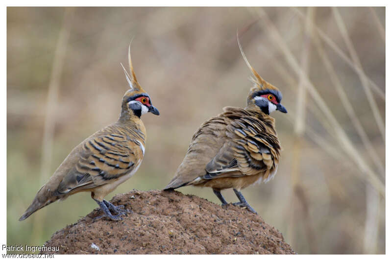 Spinifex Pigeonadult, identification