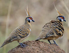 Spinifex Pigeon