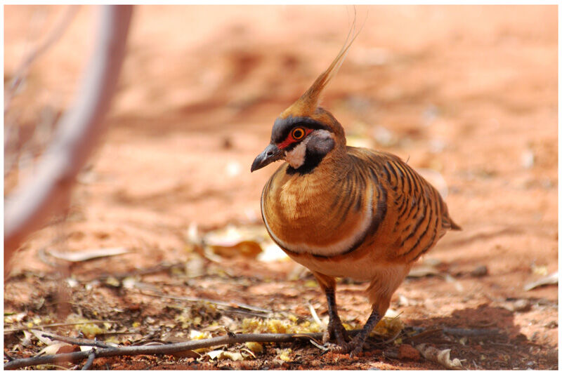 Spinifex Pigeonadult