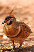 Spinifex Pigeon