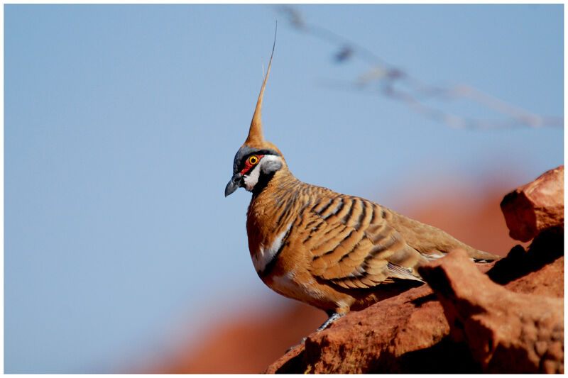 Spinifex Pigeonadult