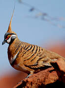 Spinifex Pigeon