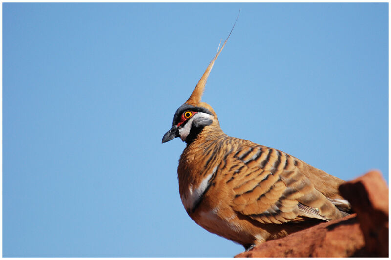 Spinifex Pigeonadult