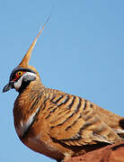 Spinifex Pigeon