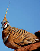 Spinifex Pigeon