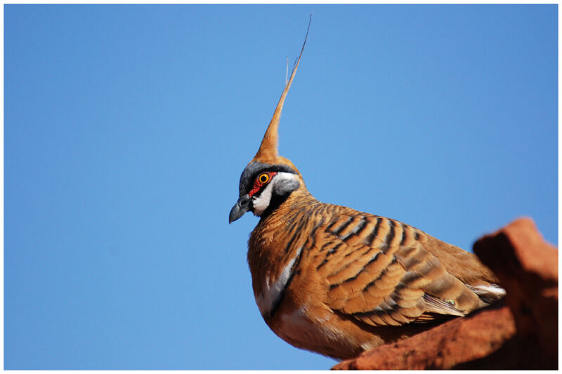 Spinifex Pigeonadult