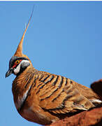 Spinifex Pigeon