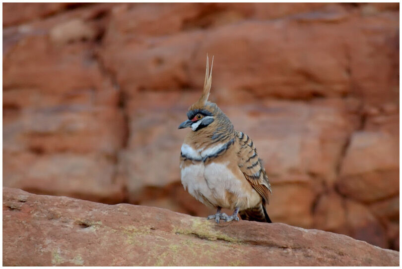 Spinifex Pigeon