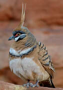 Spinifex Pigeon