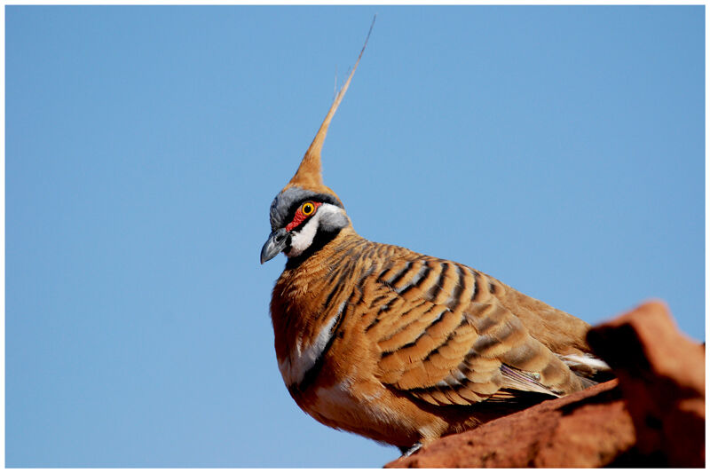 Spinifex Pigeonadult