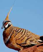 Spinifex Pigeon