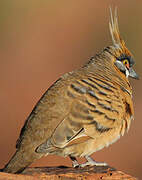 Spinifex Pigeon