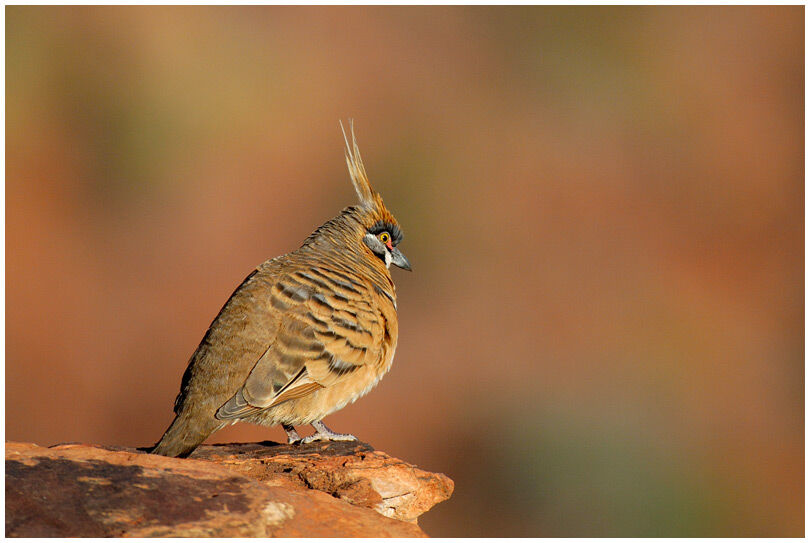 Spinifex Pigeon