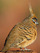 Spinifex Pigeon