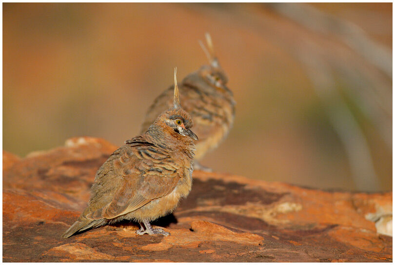 Spinifex Pigeon