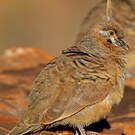 Colombine plumifère