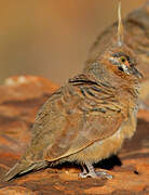 Spinifex Pigeon