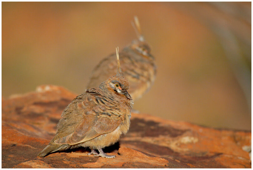 Spinifex Pigeon