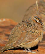 Spinifex Pigeon