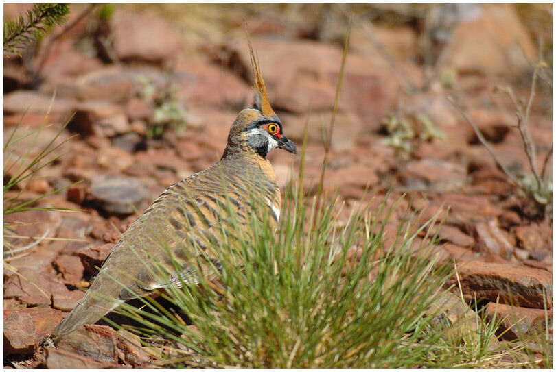 Spinifex Pigeon