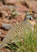 Spinifex Pigeon