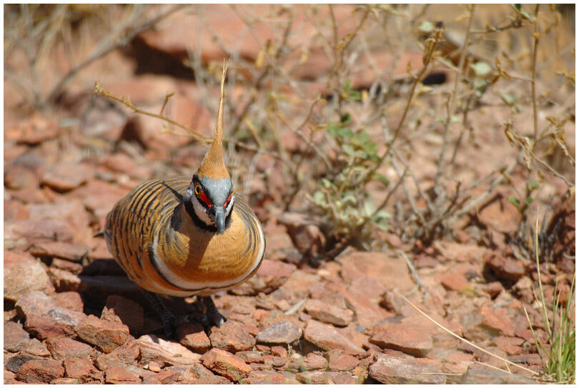 Spinifex Pigeon