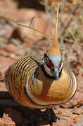 Spinifex Pigeon