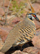 Spinifex Pigeon