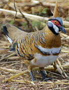 Spinifex Pigeon