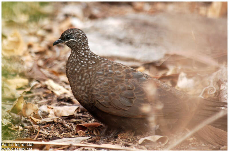 Chestnut-quilled Rock Pigeonadult, identification