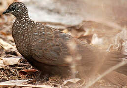 Chestnut-quilled Rock Pigeon