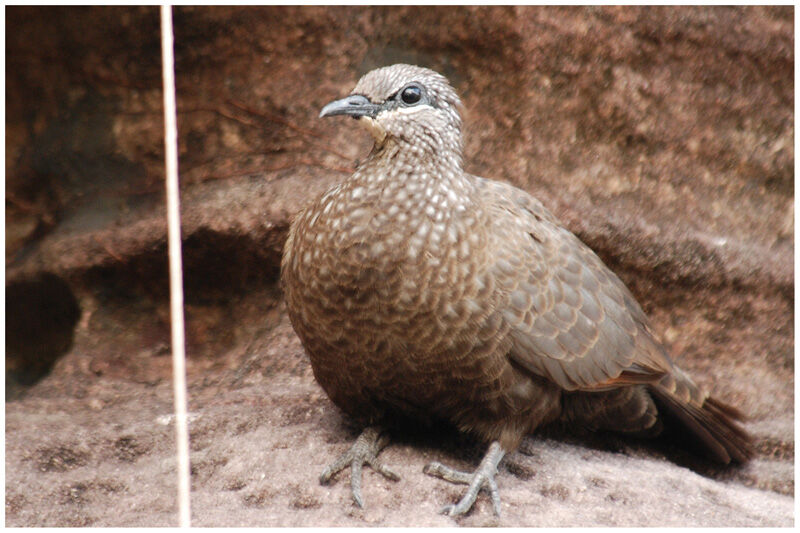 Chestnut-quilled Rock Pigeon