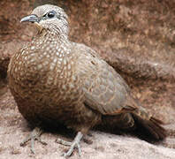 Chestnut-quilled Rock Pigeon