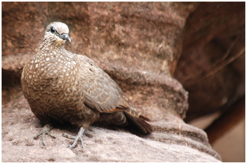 Chestnut-quilled Rock Pigeonadult