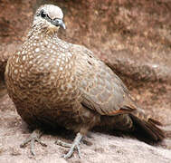 Chestnut-quilled Rock Pigeon