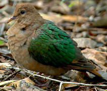 Common Emerald Dove