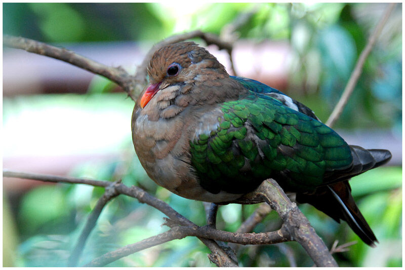 Common Emerald Doveadult