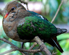 Common Emerald Dove