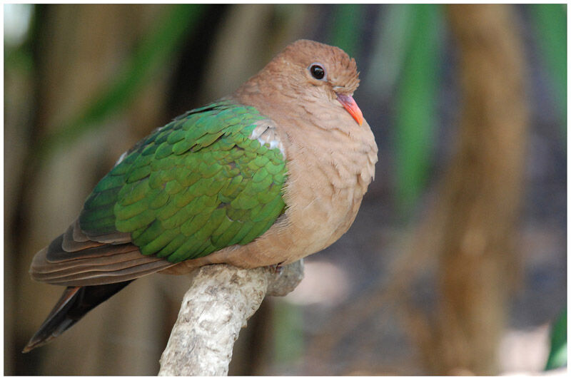 Common Emerald Doveadult