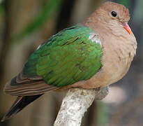 Common Emerald Dove