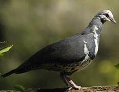 Wonga Pigeon